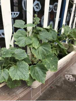 野菜畑^_^_20180618_3